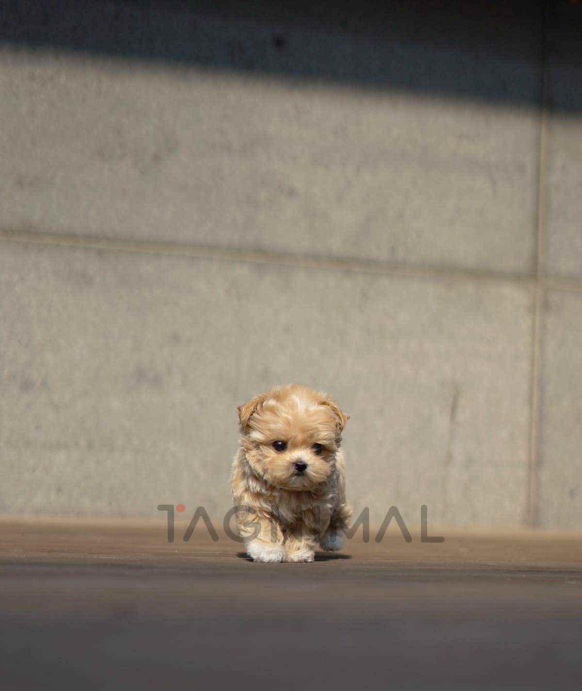 ขายลูกสุนัขมอลติพู ซื้อสุนัข ซื้อหมา ได้ที่ Tagnimal