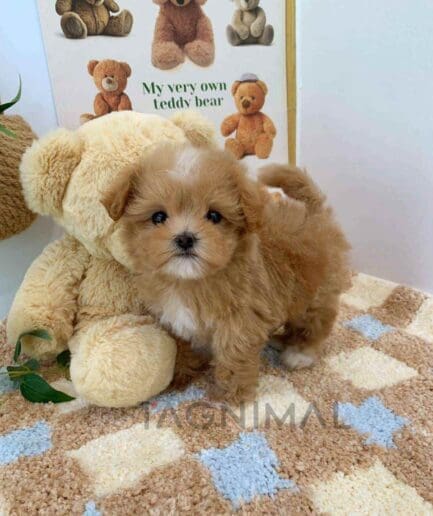 ขายลูกสุนัขมอลทิพู ซื้อสุนัข ซื้อหมา ได้ที่ Tagnimal