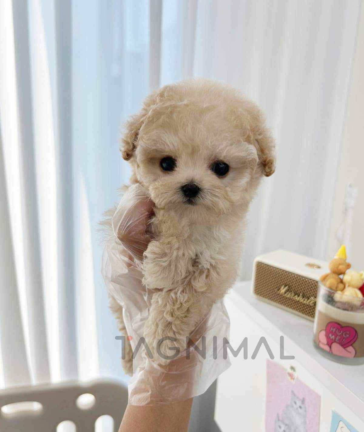 ขายลูกสุนัขมอลทิพู ซื้อสุนัข ซื้อหมา ได้ที่ Tagnimal