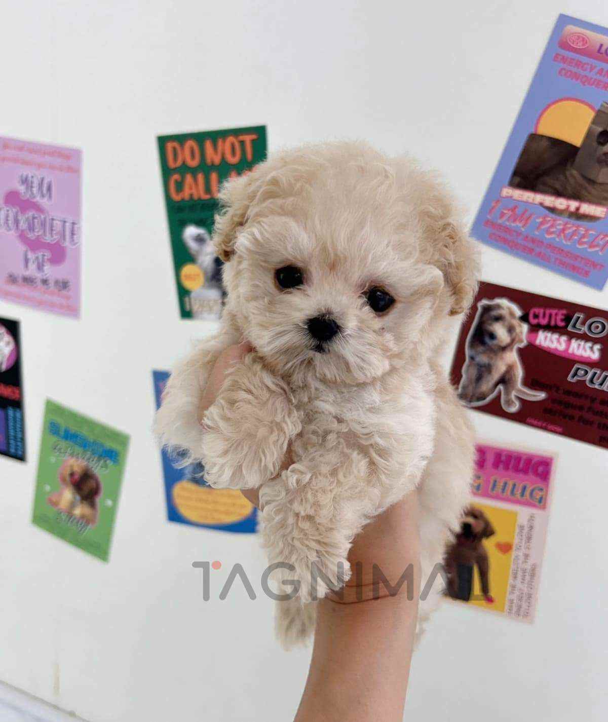 ขายลูกสุนัขมอลทิพู ซื้อสุนัข ซื้อหมา ได้ที่ Tagnimal
