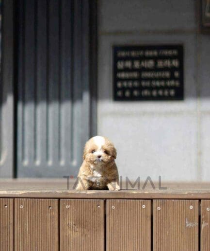 ขายลูกสุนัขมอลทิพู ซื้อสุนัข ซื้อหมา ได้ที่ Tagnimal