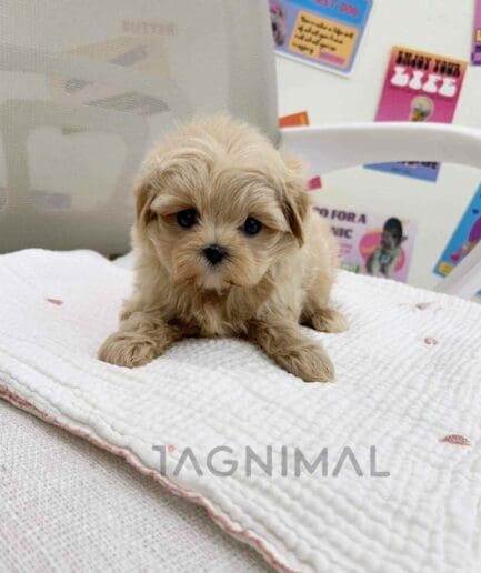 ขายลูกสุนัขมอลทิพู ซื้อสุนัข ซื้อหมา ได้ที่ Tagnimal