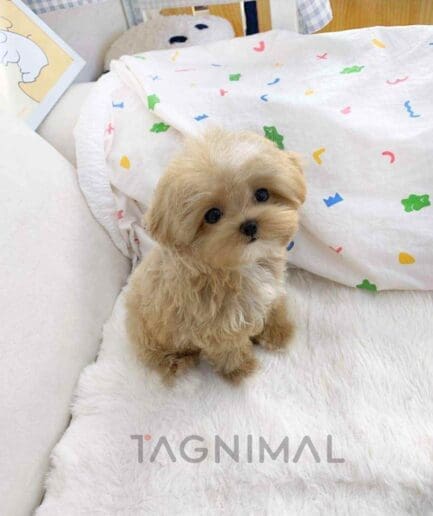ขายลูกสุนัขมอลทิพู ซื้อสุนัข ซื้อหมา ได้ที่ Tagnimal