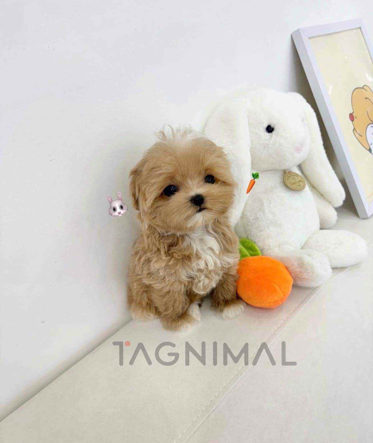 ขายลูกสุนัขมอลทิพู ซื้อสุนัข ซื้อหมา ได้ที่ Tagnimal