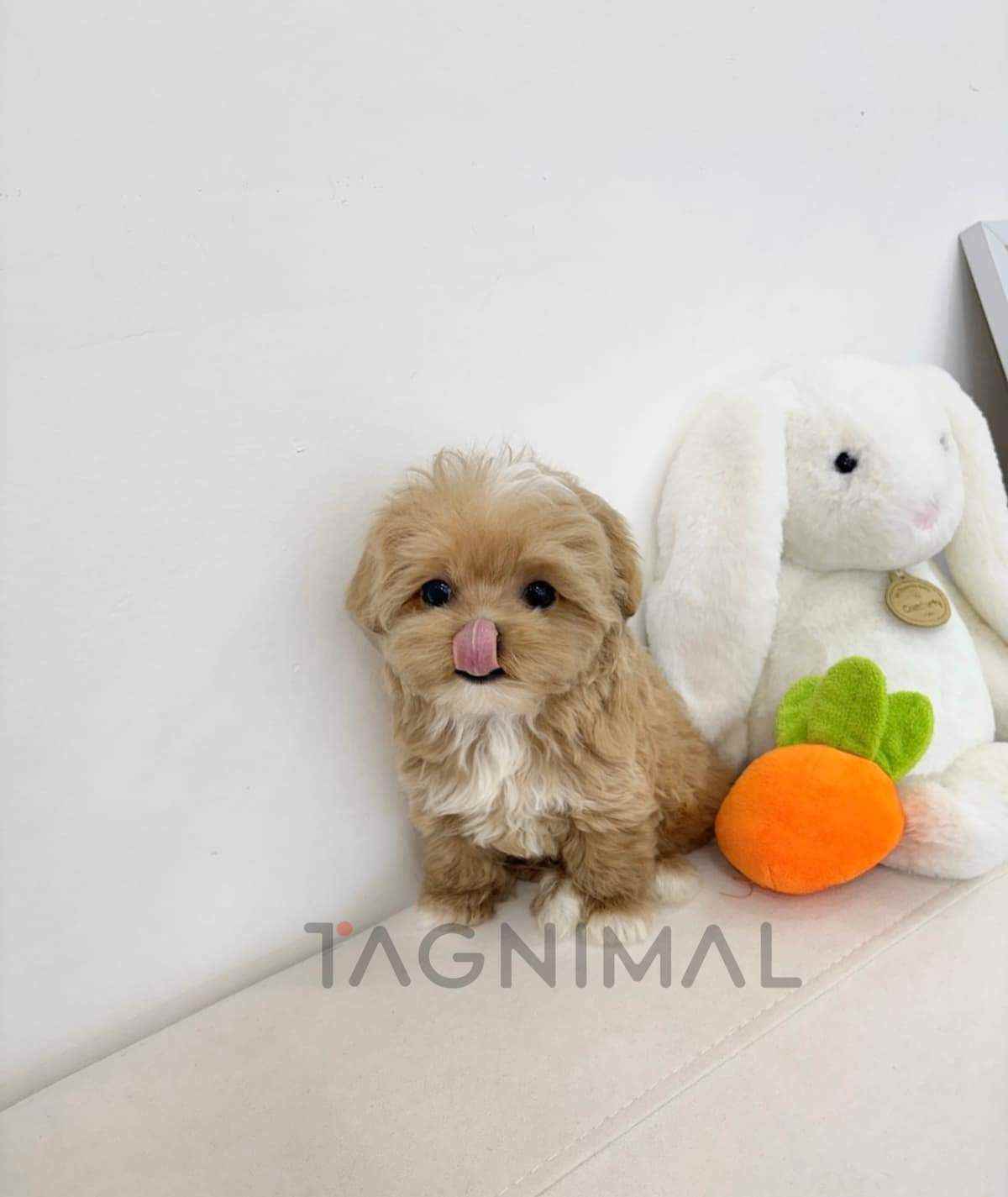 ขายลูกสุนัขมอลทิพู ซื้อสุนัข ซื้อหมา ได้ที่ Tagnimal