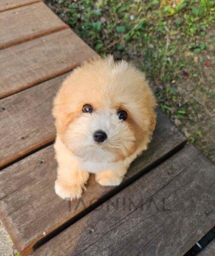 Maltipoo puppy for sale, dog for sale at Tagnimal