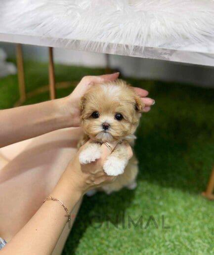 ขายลูกสุนัขมอลทิพู ซื้อสุนัข ซื้อหมา ได้ที่ Tagnimal