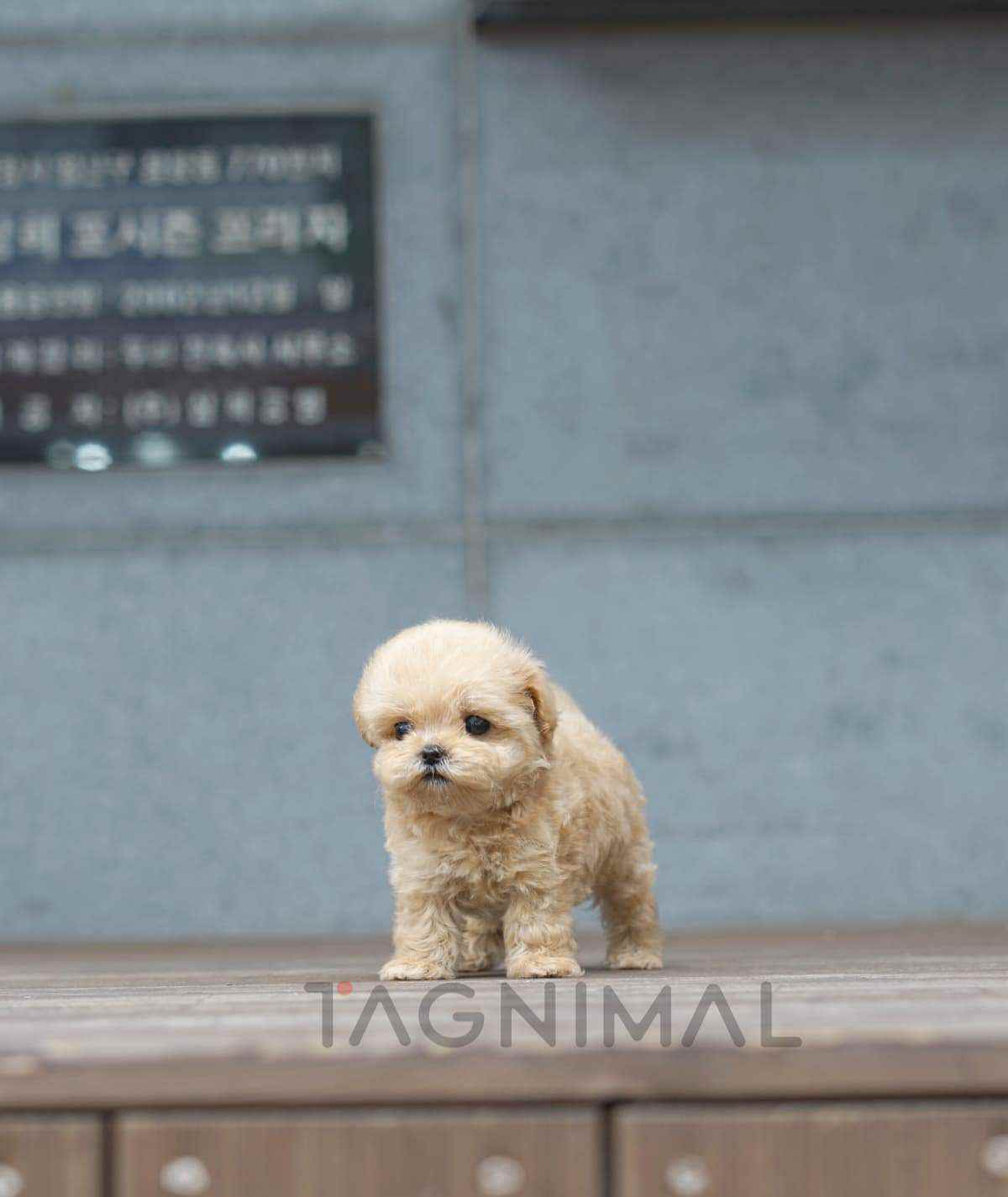 ขายลูกสุนัขมอลทิพู ซื้อสุนัข ซื้อหมา ได้ที่ Tagnimal