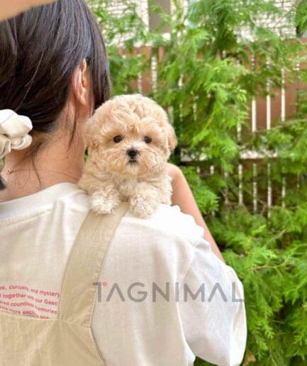 ขายลูกสุนัขมอลทิพู ซื้อสุนัข ซื้อหมา ได้ที่ Tagnimal