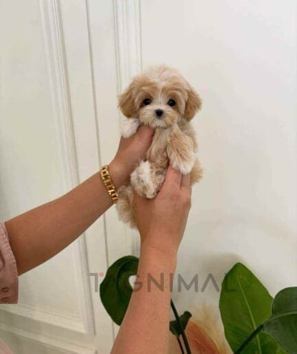 ขายลูกสุนัขมอลทิพู ซื้อสุนัข ซื้อหมา ได้ที่ Tagnimal