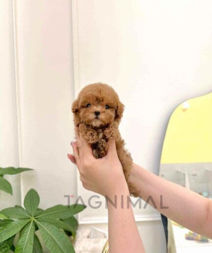 ขายลูกสุนัขมอลทิพู ซื้อสุนัข ซื้อหมา ได้ที่ Tagnimal