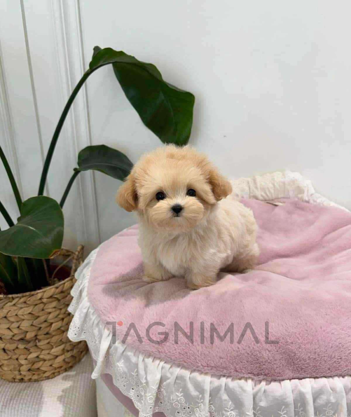 Maltipoo puppy for sale, dog for sale at Tagnimal