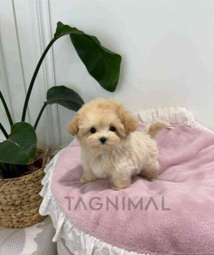 ขายลูกสุนัขมอลทิพู ซื้อสุนัข ซื้อหมา ได้ที่ Tagnimal