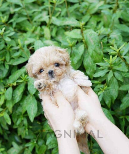 ขายลูกสุนัขมอลทิพู ซื้อสุนัข ซื้อหมา ได้ที่ Tagnimal