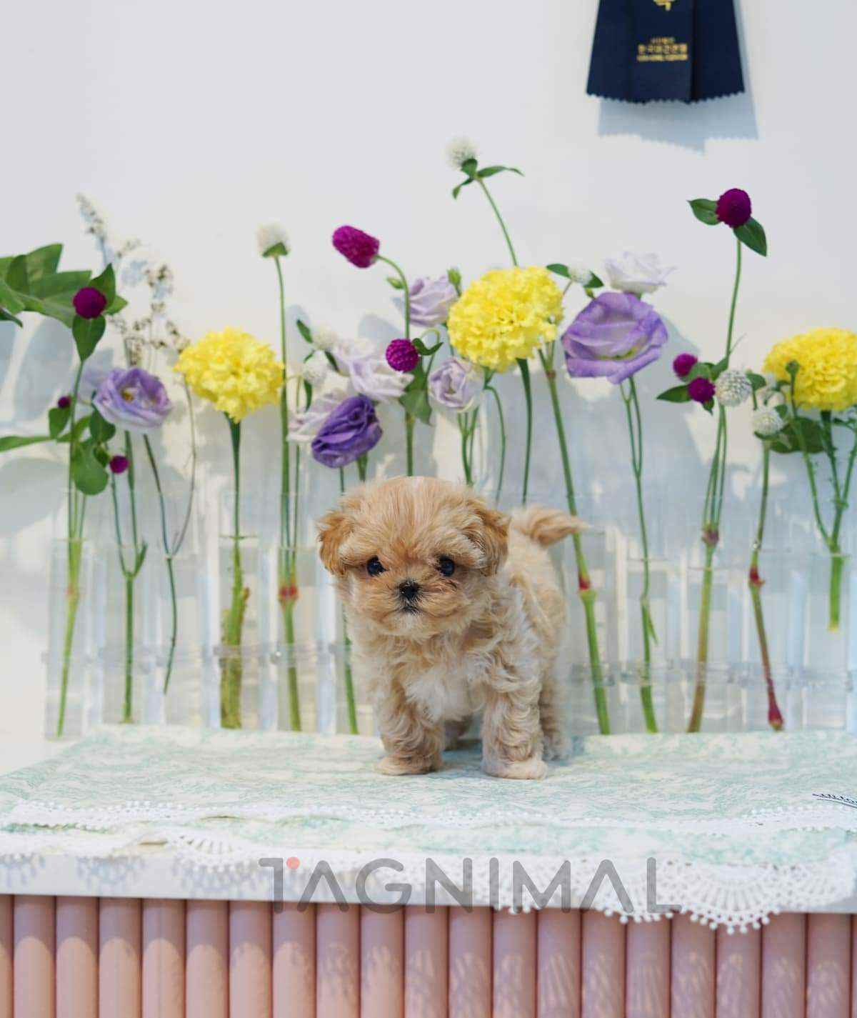 Maltipoo puppy for sale, dog for sale at Tagnimal