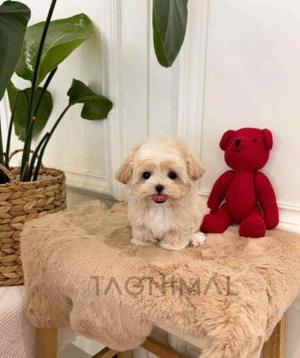 ขายลูกสุนัขมอลทิพู ซื้อสุนัข ซื้อหมา ได้ที่ Tagnimal