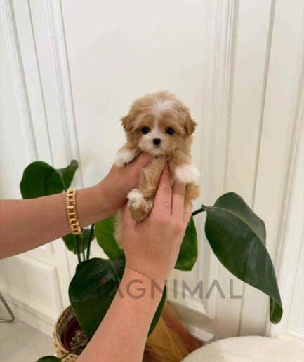 ขายลูกสุนัขมอลทิพู ซื้อสุนัข ซื้อหมา ได้ที่ Tagnimal