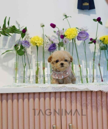 ขายลูกสุนัขมอลทิพู ซื้อสุนัข ซื้อหมา ได้ที่ Tagnimal
