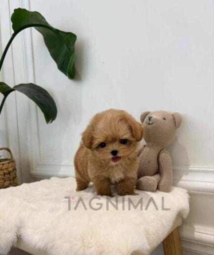 ขายลูกสุนัขมอลทิพู ซื้อสุนัข ซื้อหมา ได้ที่ Tagnimal