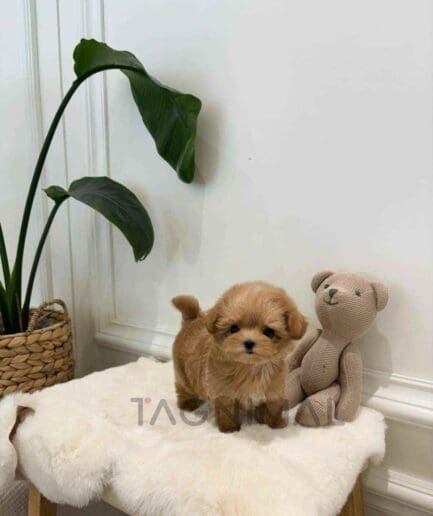 ขายลูกสุนัขมอลทิพู ซื้อสุนัข ซื้อหมา ได้ที่ Tagnimal