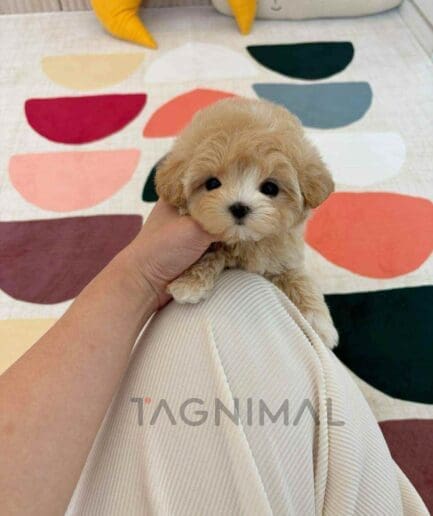 ขายลูกสุนัขมอลทิพู ซื้อสุนัข ซื้อหมา ได้ที่ Tagnimal