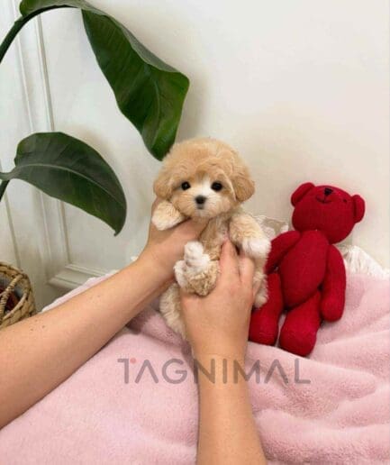 ขายลูกสุนัขมอลทิพู ซื้อสุนัข ซื้อหมา ได้ที่ Tagnimal