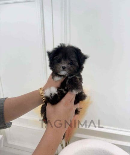 ขายลูกสุนัขมอลทิพู ซื้อสุนัข ซื้อหมา ได้ที่ Tagnimal
