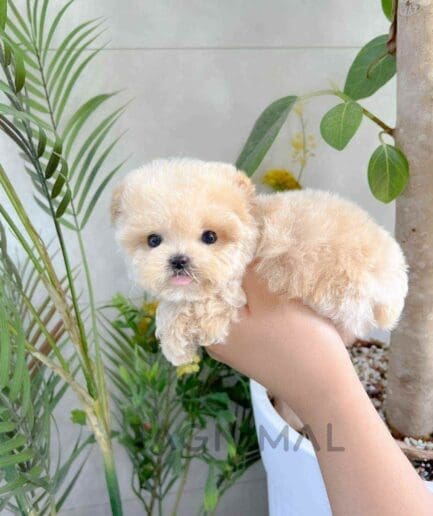 ขายลูกสุนัขมอลทิพู ซื้อสุนัข ซื้อหมา ได้ที่ Tagnimal