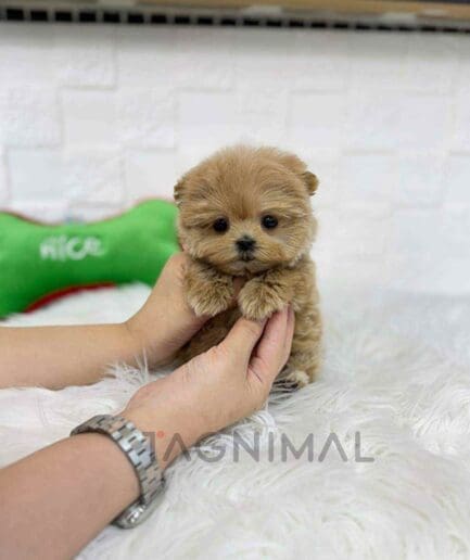 ขายลูกสุนัขมอลทิพู ซื้อสุนัข ซื้อหมา ได้ที่ Tagnimal