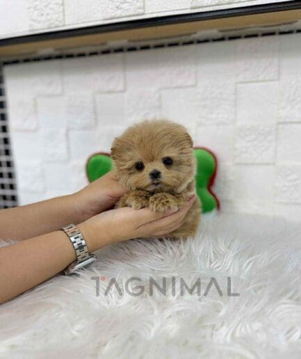 ขายลูกสุนัขมอลทิพู ซื้อสุนัข ซื้อหมา ได้ที่ Tagnimal