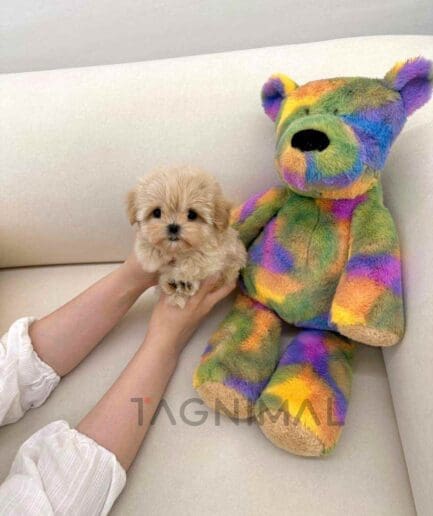 ขายลูกสุนัขมอลทิพู ซื้อสุนัข ซื้อหมา ได้ที่ Tagnimal