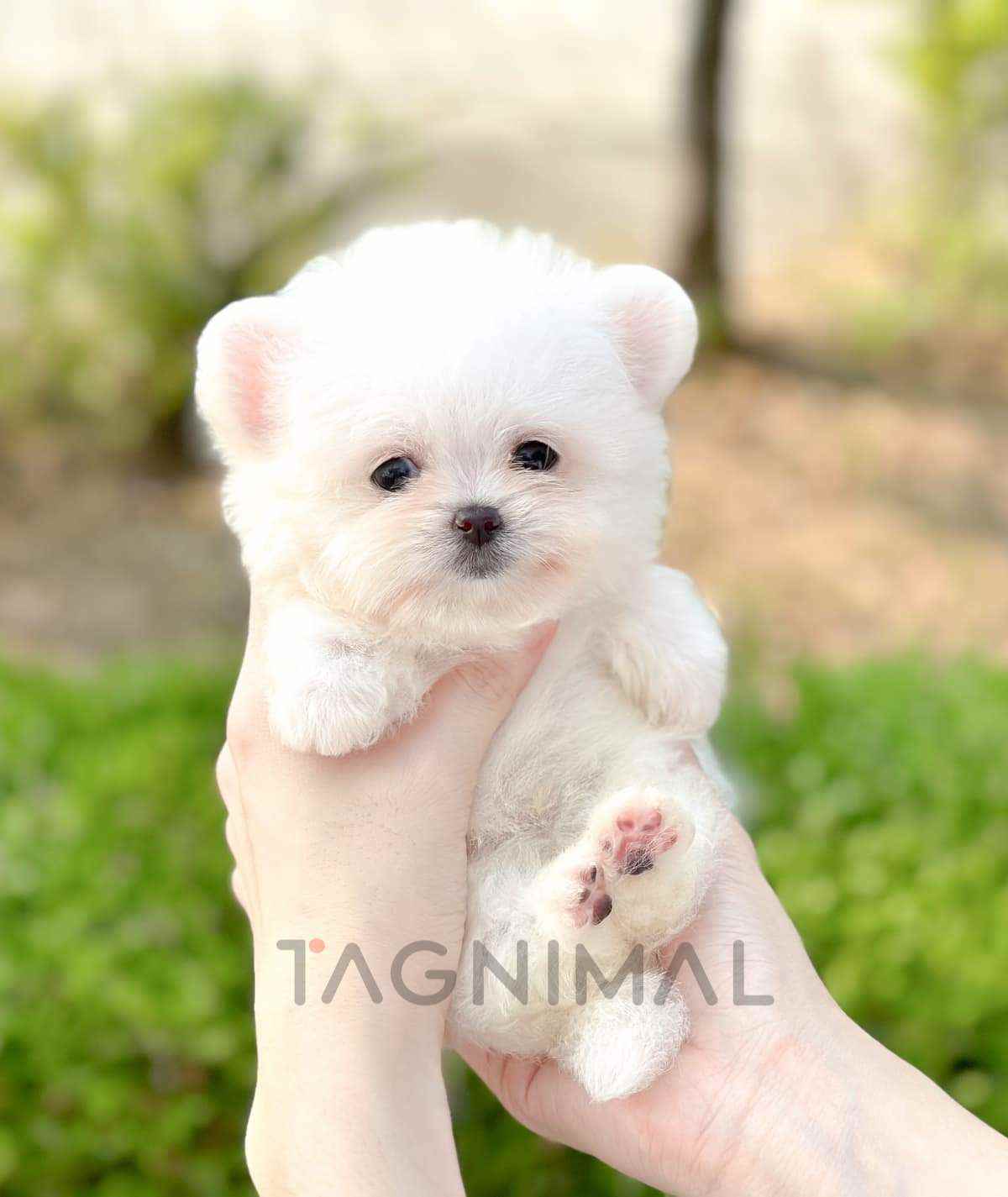 Maltipom Pomeranian X Maltese For Sale Maltese Puppies Pomeranian Cross  Maltese Maltese Mix Maltese X, image size:1200x1425