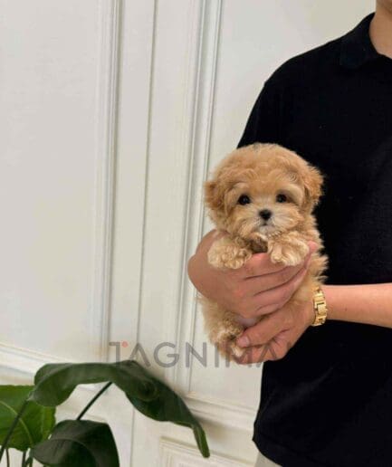 ขายลูกสุนัขมอลทิพู ซื้อสุนัข ซื้อหมา ได้ที่ Tagnimal