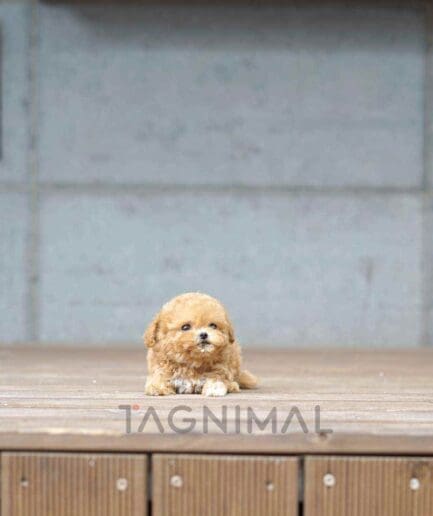 ขายลูกสุนัขมอลทิพู ซื้อสุนัข ซื้อหมา ได้ที่ Tagnimal