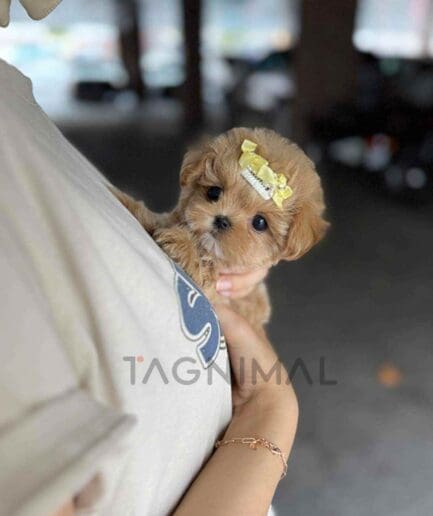 ขายลูกสุนัขมอลทิพู ซื้อสุนัข ซื้อหมา ได้ที่ Tagnimal