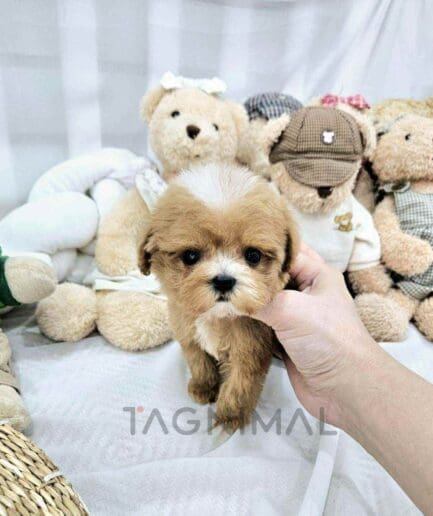 ขายลูกสุนัขมอลทิพู ซื้อสุนัข ซื้อหมา ได้ที่ Tagnimal