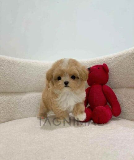 ขายลูกสุนัขมอลทิพู ซื้อสุนัข ซื้อหมา ได้ที่ Tagnimal