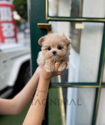ขายลูกสุนัขมอลทิพู ซื้อสุนัข ซื้อหมา ได้ที่ Tagnimal