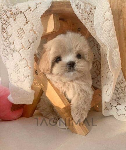 ขายลูกสุนัขมอลทิพู ซื้อสุนัข ซื้อหมา ได้ที่ Tagnimal