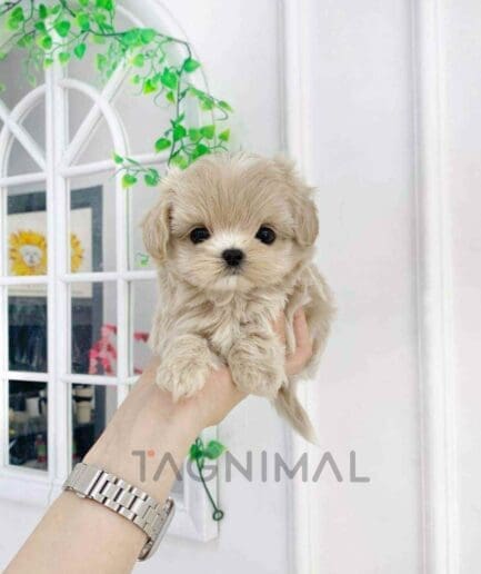 ขายลูกสุนัขมอลทิพู ซื้อสุนัข ซื้อหมา ได้ที่ Tagnimal