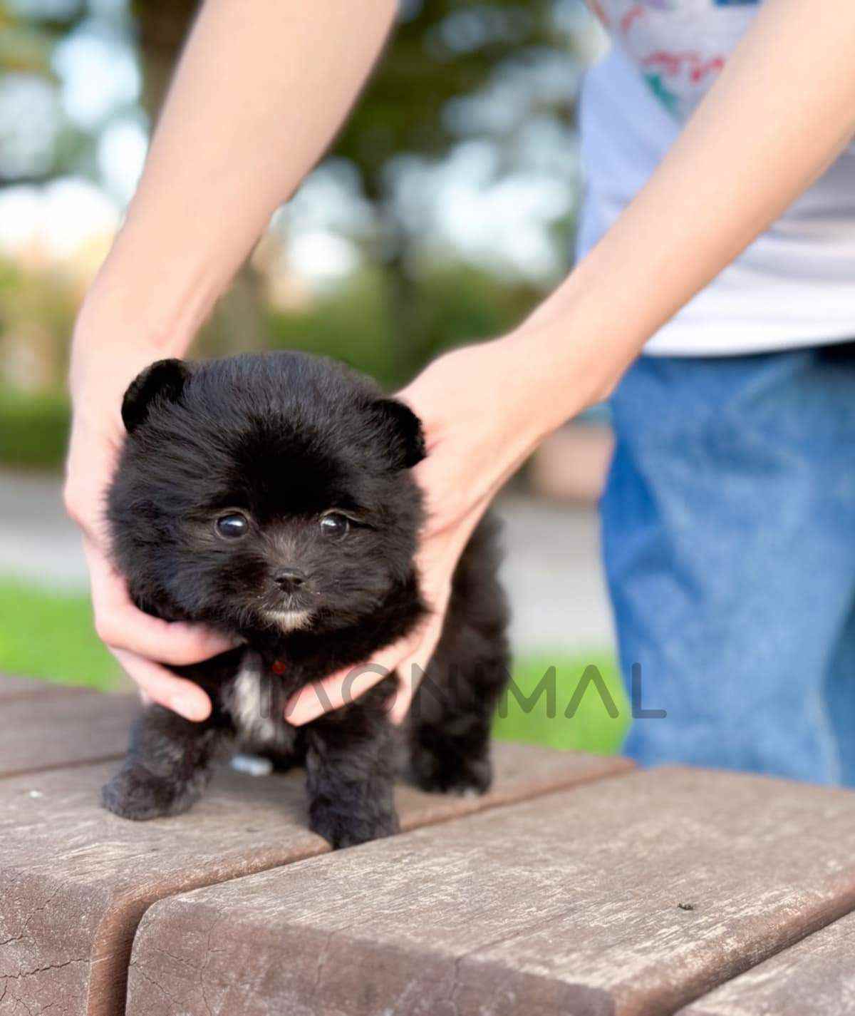 ขายลูกสุนัขมอลติปอม ซื้อสุนัข ซื้อหมา ได้ที่ Tagnimal