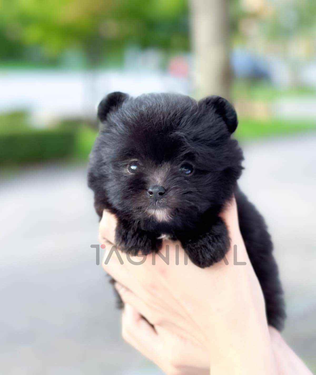 ขายลูกสุนัขมอลติปอม ซื้อสุนัข ซื้อหมา ได้ที่ Tagnimal