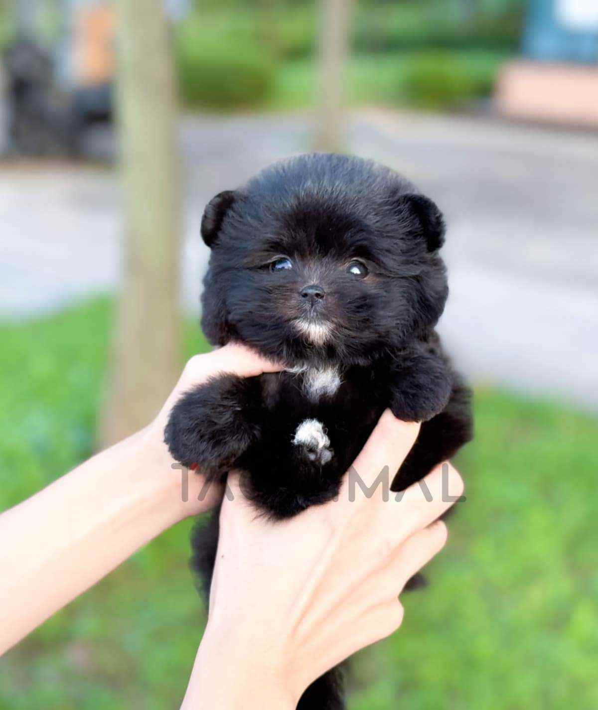 ขายลูกสุนัขมอลติปอม ซื้อสุนัข ซื้อหมา ได้ที่ Tagnimal