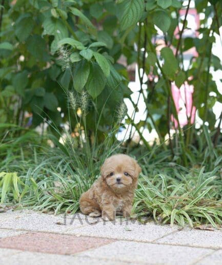 ขายลูกสุนัขมอลทิพู ซื้อสุนัข ซื้อหมา ได้ที่ Tagnimal