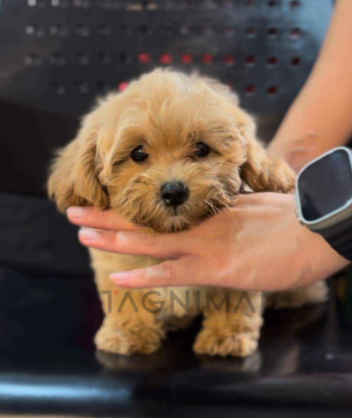 ขายลูกสุนัขมอลทิพู ซื้อสุนัข ซื้อหมา ได้ที่ Tagnimal