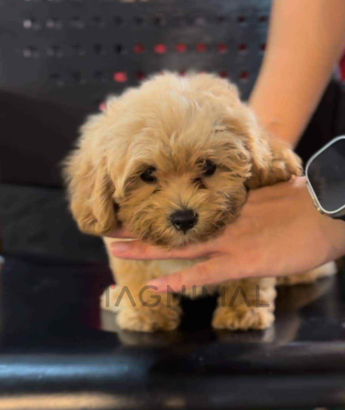 ขายลูกสุนัขมอลทิพู ซื้อสุนัข ซื้อหมา ได้ที่ Tagnimal