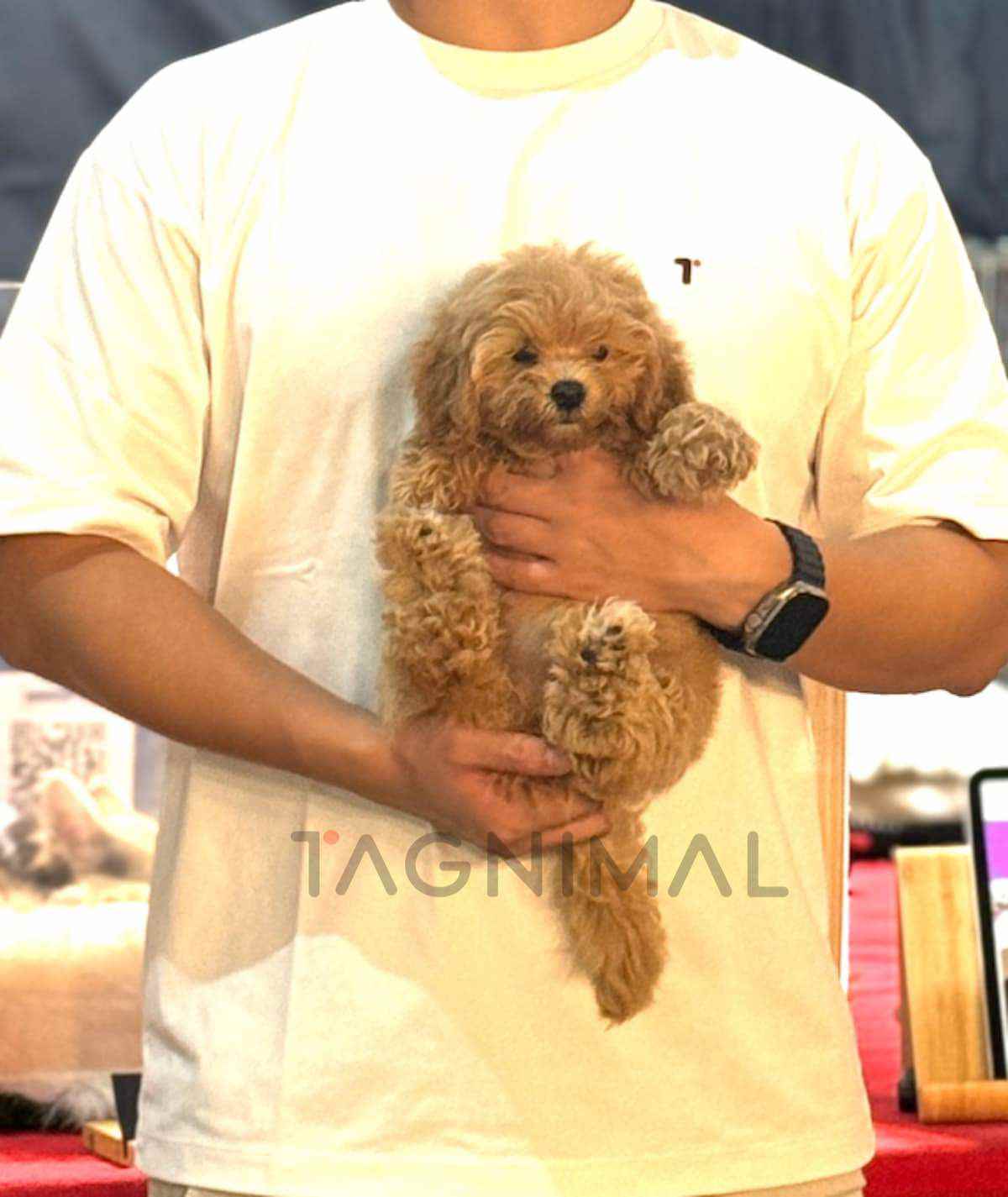 ขายลูกสุนัขมอลทิพู ซื้อสุนัข ซื้อหมา ได้ที่ Tagnimal