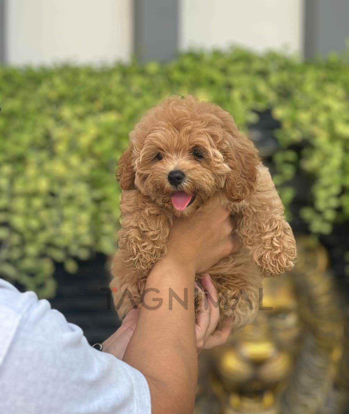 Maltipoo puppy for sale, dog for sale at Tagnimal