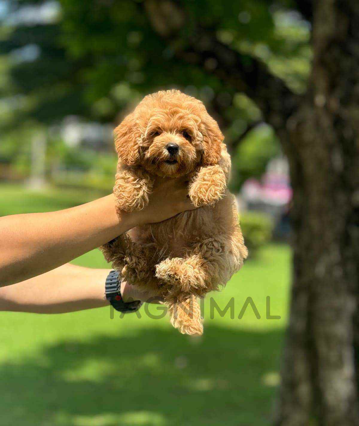 Maltipoo puppy for sale, dog for sale at Tagnimal