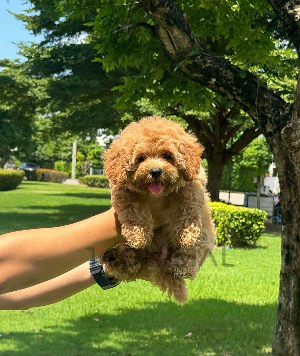 Maltipoo puppy for sale, dog for sale at Tagnimal